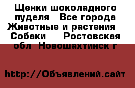 Щенки шоколадного пуделя - Все города Животные и растения » Собаки   . Ростовская обл.,Новошахтинск г.